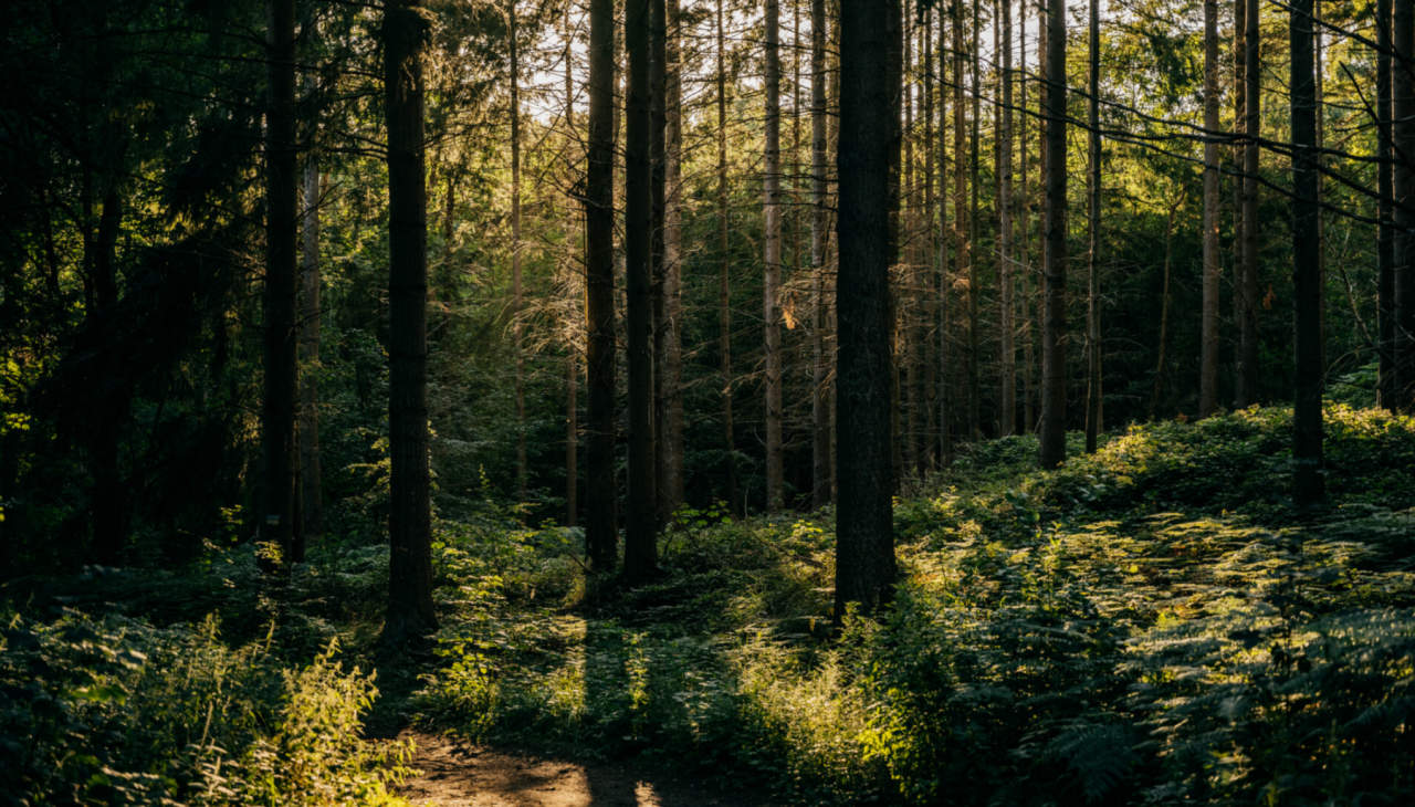 Geocaching - Schnitzeljagd im Wald, © Binzer Bucht Tourismus