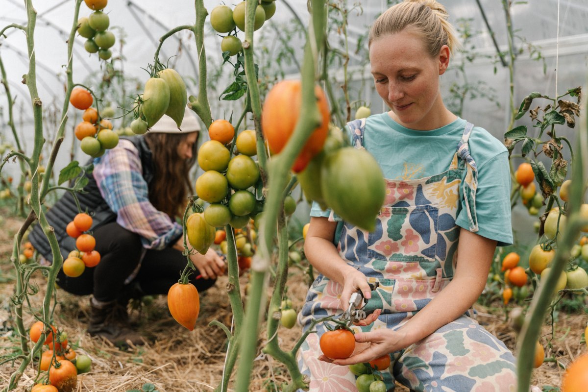 Our greenhouse full of tomatoes // &copy; Michael Taterka