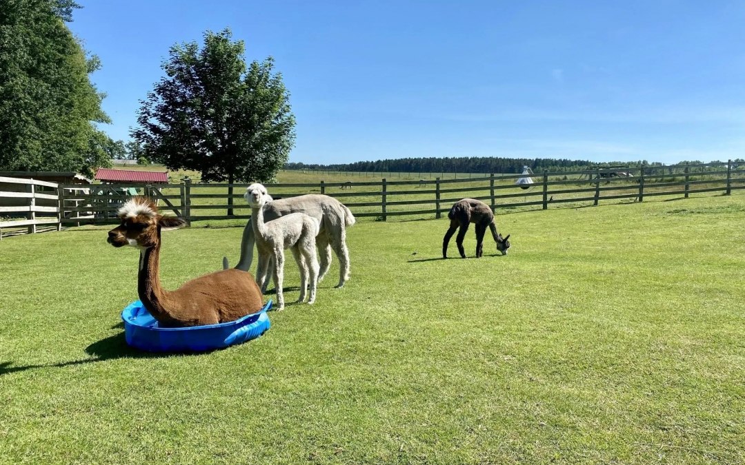 Trebel Valley Alpacas, © Anne Häusler