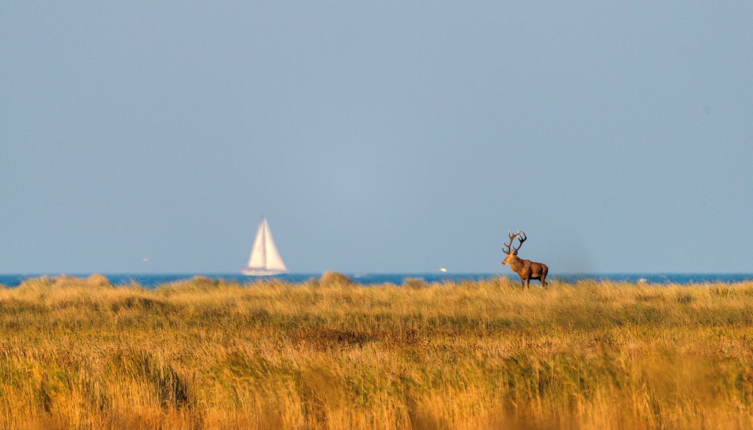 Een prachtig hert staat majestueus in het gouden herfstlandschap van het Vorpommersche Boddenlandschaft National Park, terwijl op de achtergrond een zeilboot vredig over de Boddenzee glijdt - een harmonieus samenspel van wildernis en kustidylle.