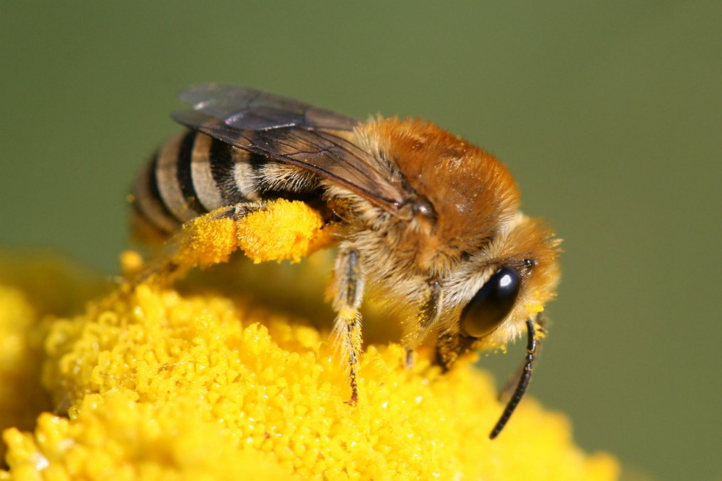 Dzikie pszczoły (c)Colletes sp_Hans Juergen Sessner, © Colletes sp - Hans Juergen Sessner