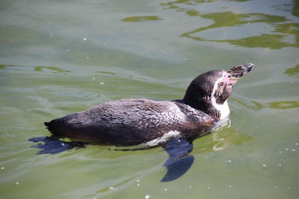 Penguin, © Tiererlebnispark Müritz Penguin, © Tiererlebnispark Müritz