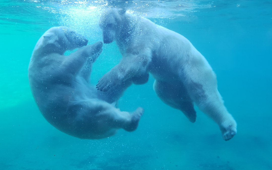 Niedźwiedzie polarne z bliska w Polarium, © Zoo Rostock/Bruhn
