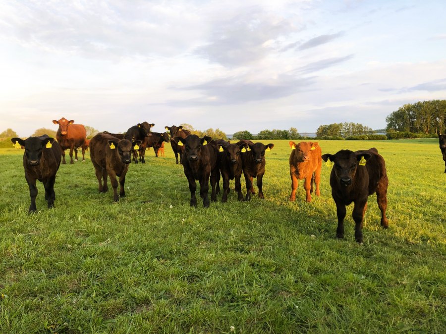 Mueritz-Hof_Knust, © A.C.Knust