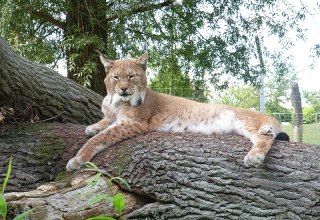 Vom Hochstand aus kann man die Luchse beobachten // © Tierpark Wismar Vom Hochstand aus kann man die Luchse beobachten // © Tierpark Wismar