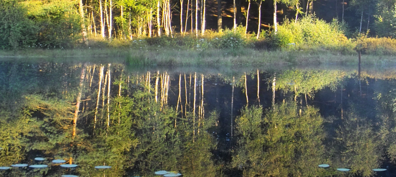 Mümmelkensee nature reserve // © Fotoarchiv Naturpark Insel Usedom Mümmelkensee nature reserve // © Fotoarchiv Naturpark Insel Usedom