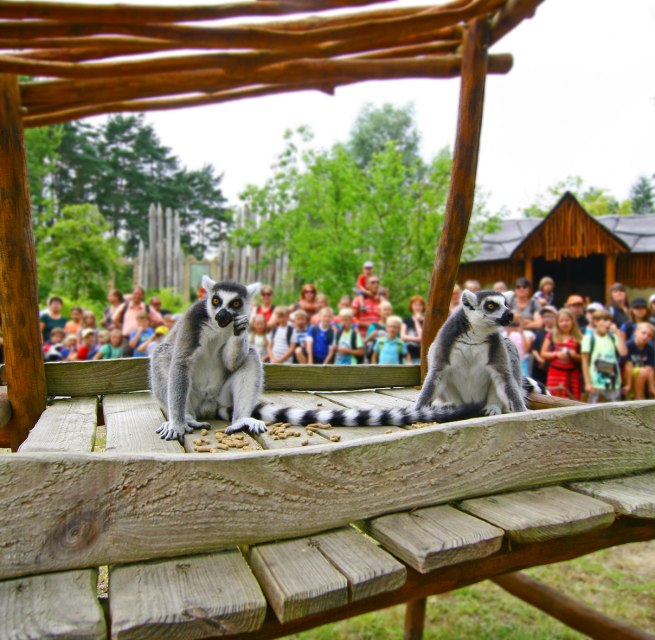 Lemurs feeding in bird park Marlow // &copy; Vogelpark Marlow