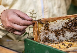Pszczelarz sprawdza swoją kolonię pszczół // © MV-T/Tiemann Pszczelarz sprawdza swoją kolonię pszczół // © MV-T/Tiemann