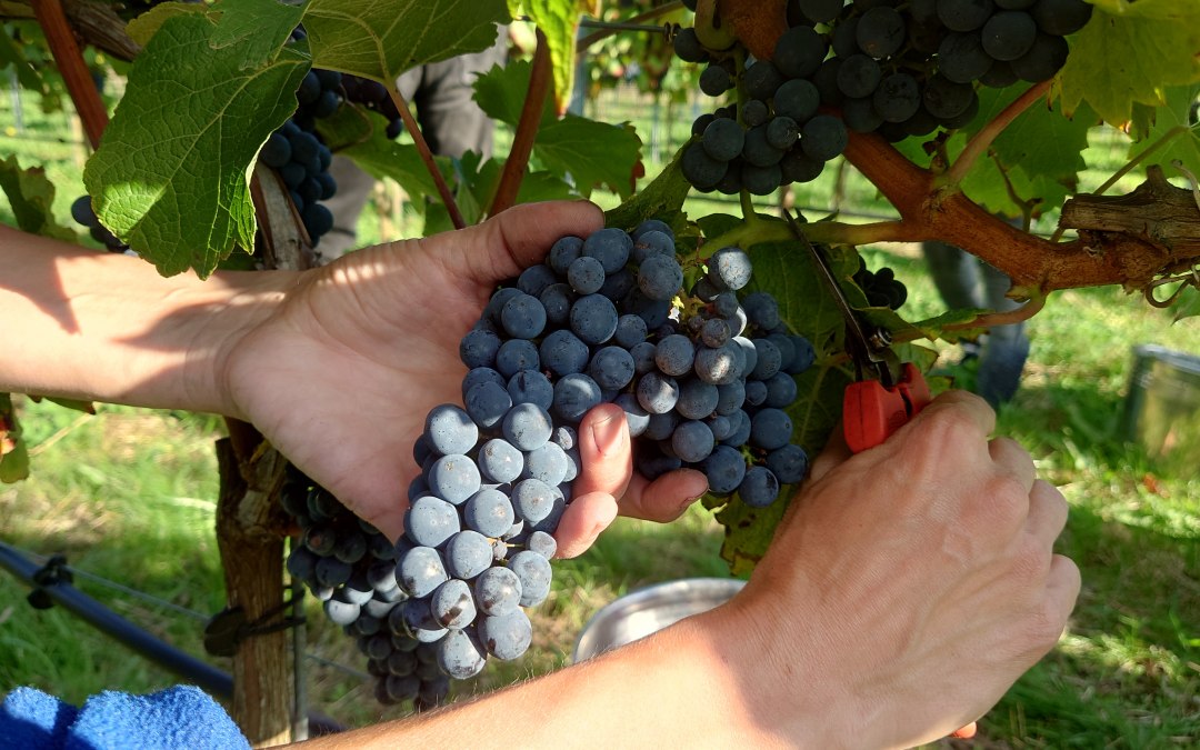 De druiven worden met de hand geoogst, © wein-mv.de