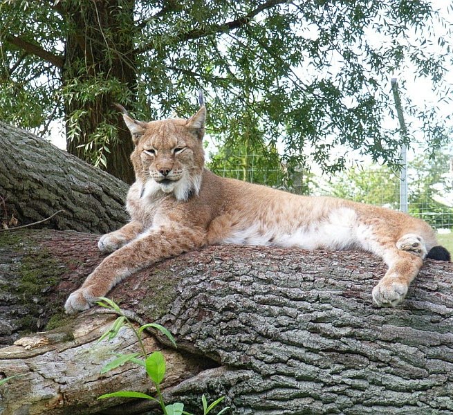 Vom Hochstand aus kann man die Luchse beobachten // © Tierpark Wismar Vom Hochstand aus kann man die Luchse beobachten // © Tierpark Wismar
