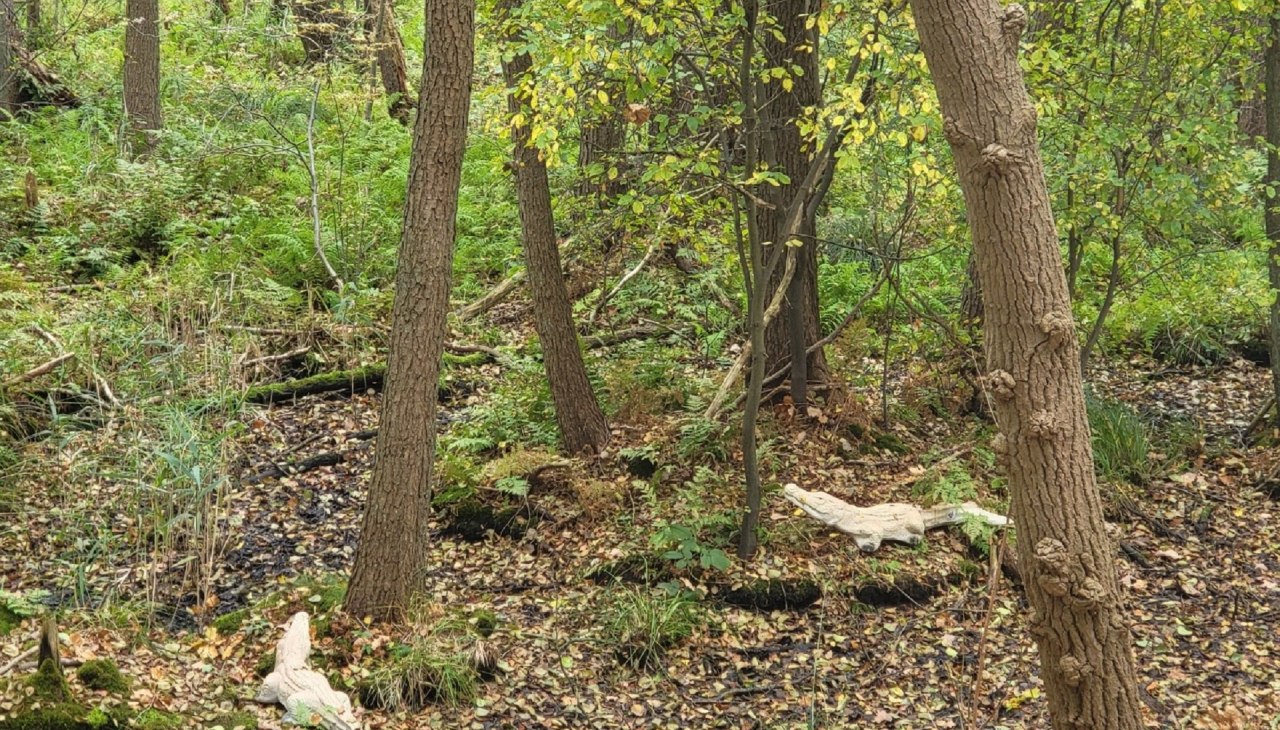 Krokodillen, © Dr. Diana Siebert Krokodillen, © Dr. Diana Siebert