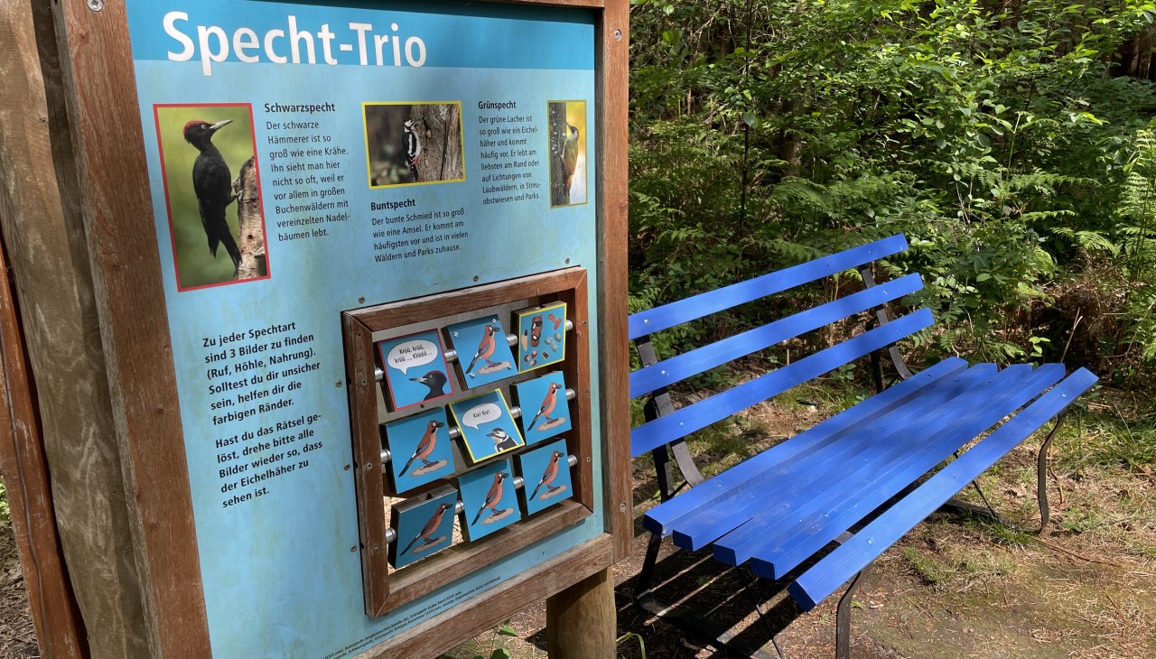 Ontdek spechtensoorten in het Fuhlendorf Woud, © TZ Südliche Boddenküste