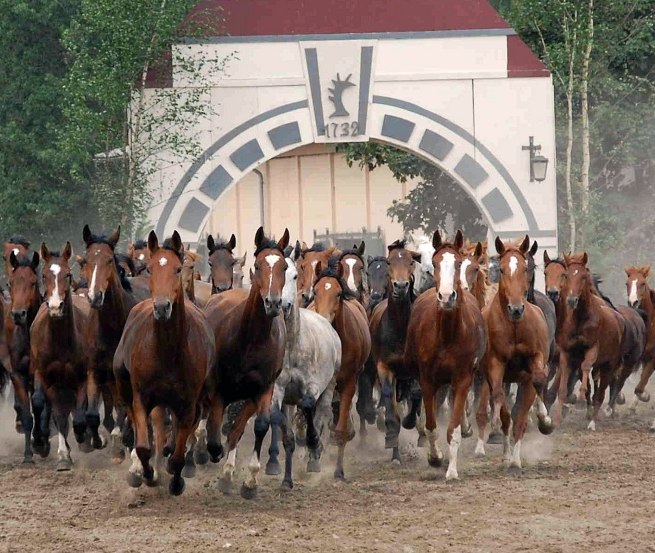 Ganschow mare parade // &copy; Gest&uuml;t Ganschow