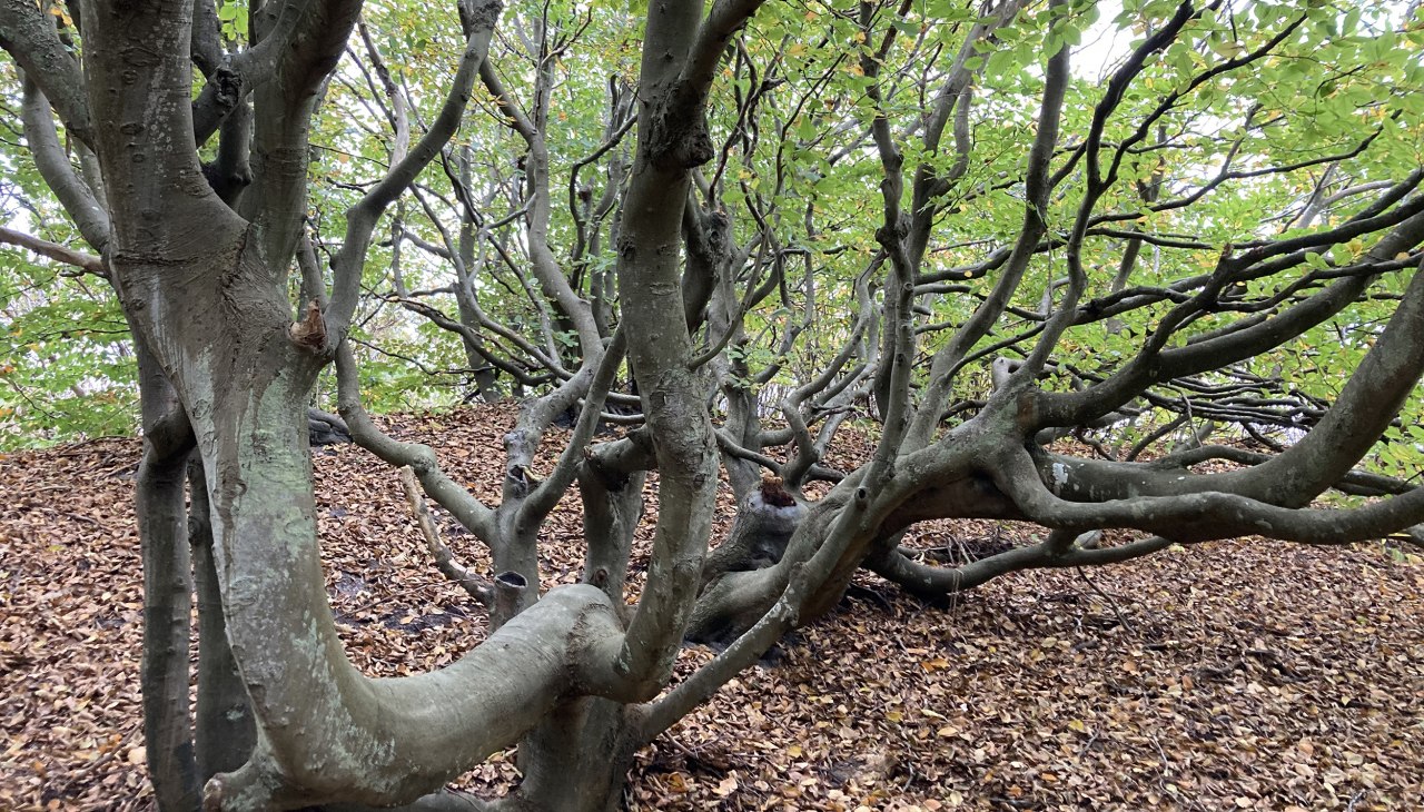 Gnarled beech trees Dar&szlig;wald (c) L. Reisig (3), &copy; Lilli Reisig / NLP