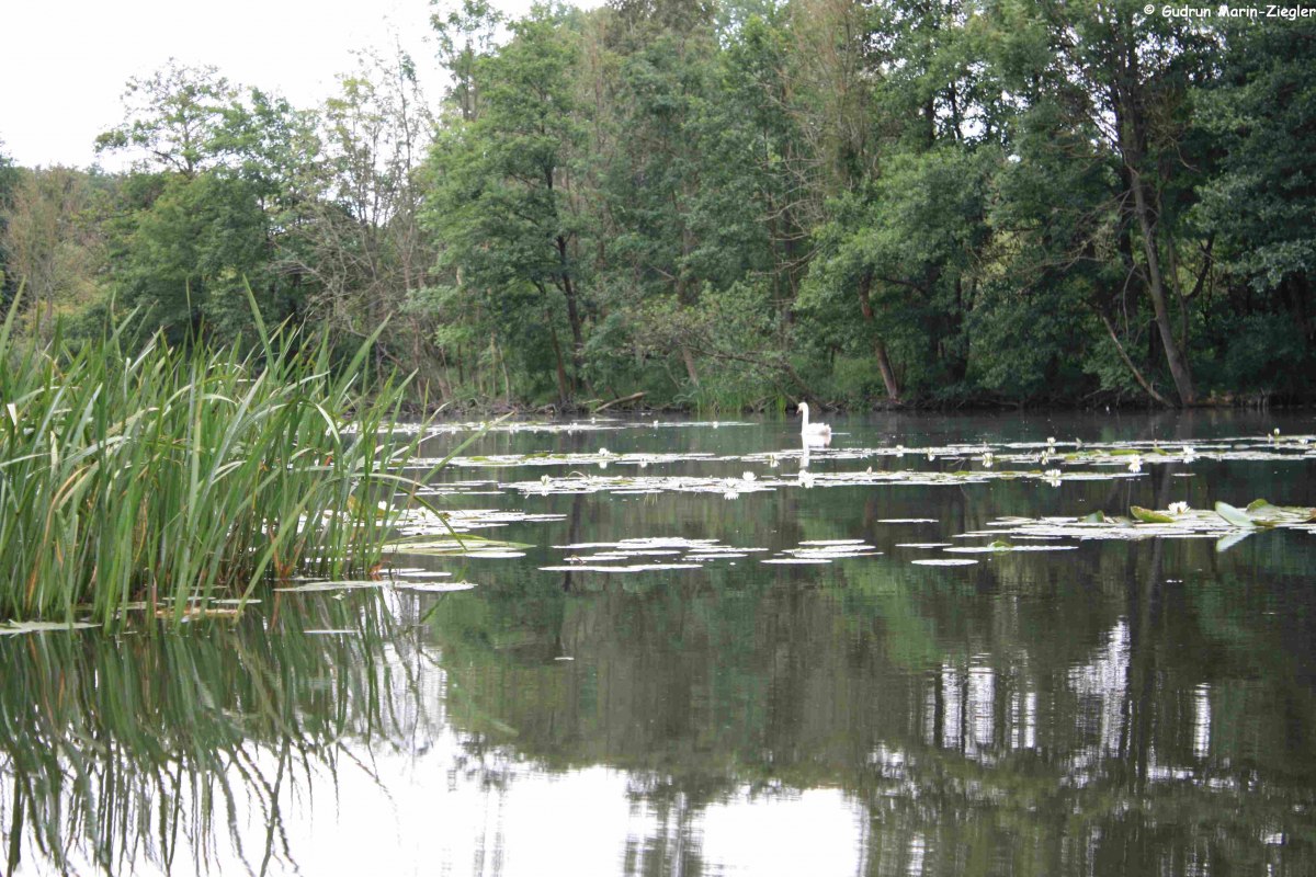 Na torfowiskach w pobliżu Malchin // &copy; Marin-Ziegler