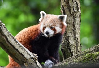 © Zoo Rostock/Kloock