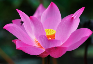 © Bild Lotus Herz_Qigong.png © Bild Lotus Herz_Qigong.png