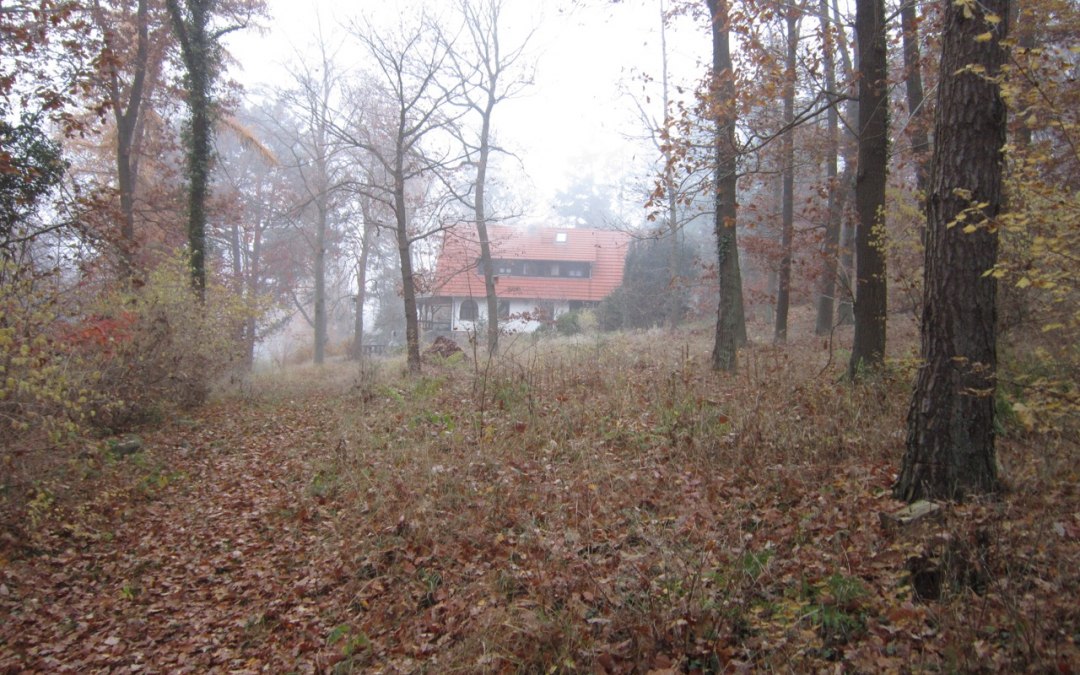 9000 m² forest plot, view of the house in autumn, © Bernhard Barth