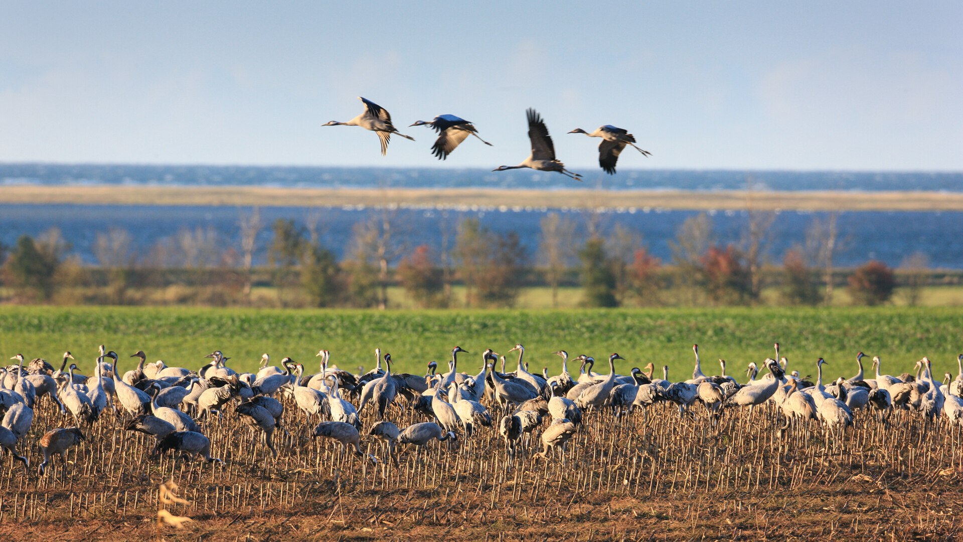 Grote groep kraanvogels in een veld voor de Oostzee bij Fischland-Darß-Zingst tijdens de herfsttrek.
