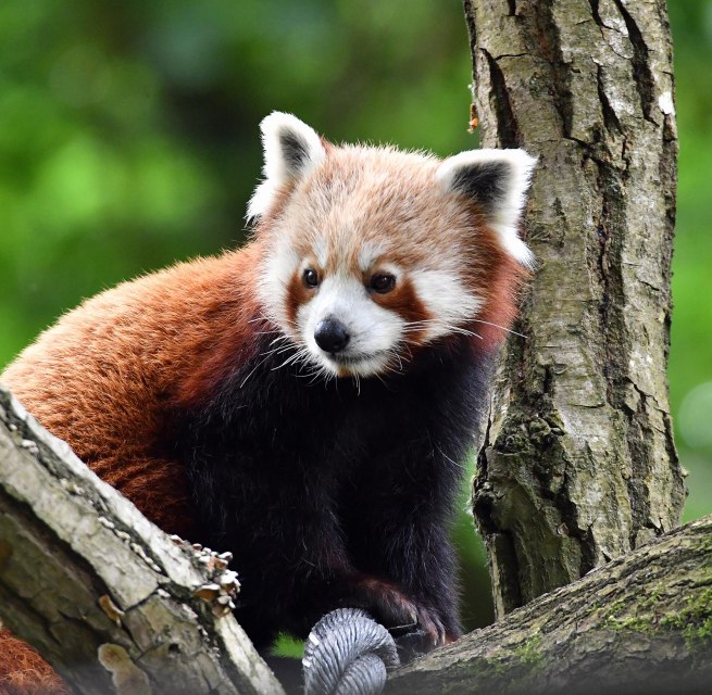 © Zoo Rostock/Kloock