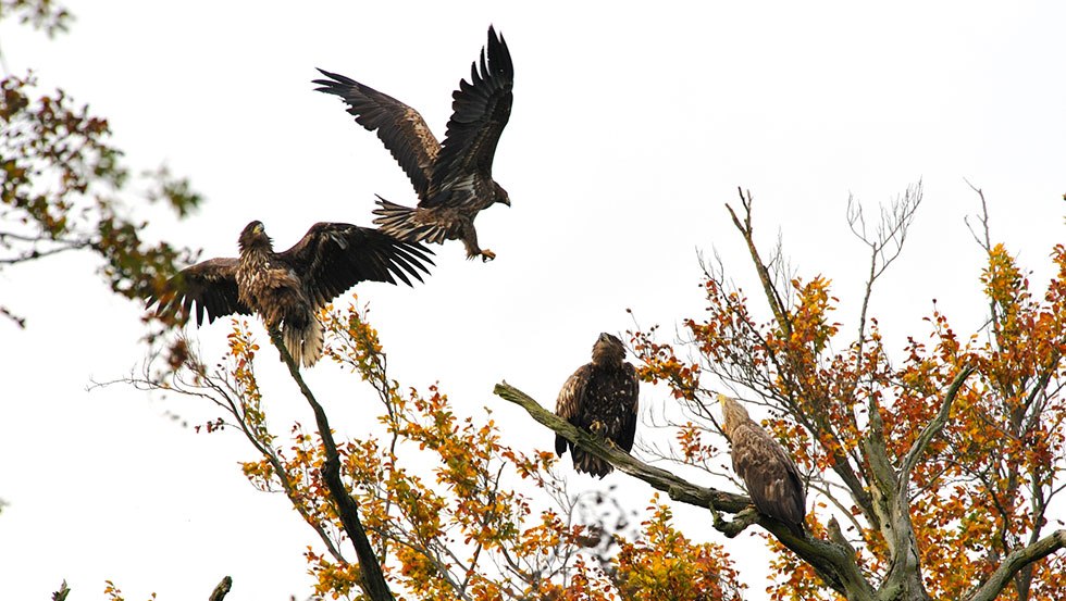 Een groep adelaars in het Nationaal Park Müritz, © Roman Vitt