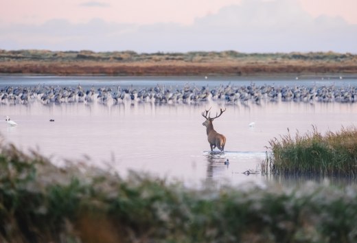 In harmonie met de natuur - herten op het water in een unieke omgeving., © TMV/Gross Een hert waadt bij zonsopgang door het ondiepe water, omringd door riet en een groep kraanvogels op de achtergrond.