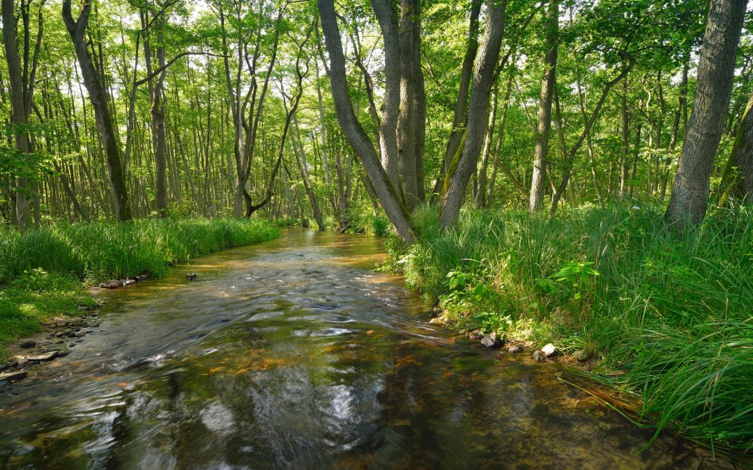 variant (2), © Stadt Neustrelitz variant (2), © Stadt Neustrelitz