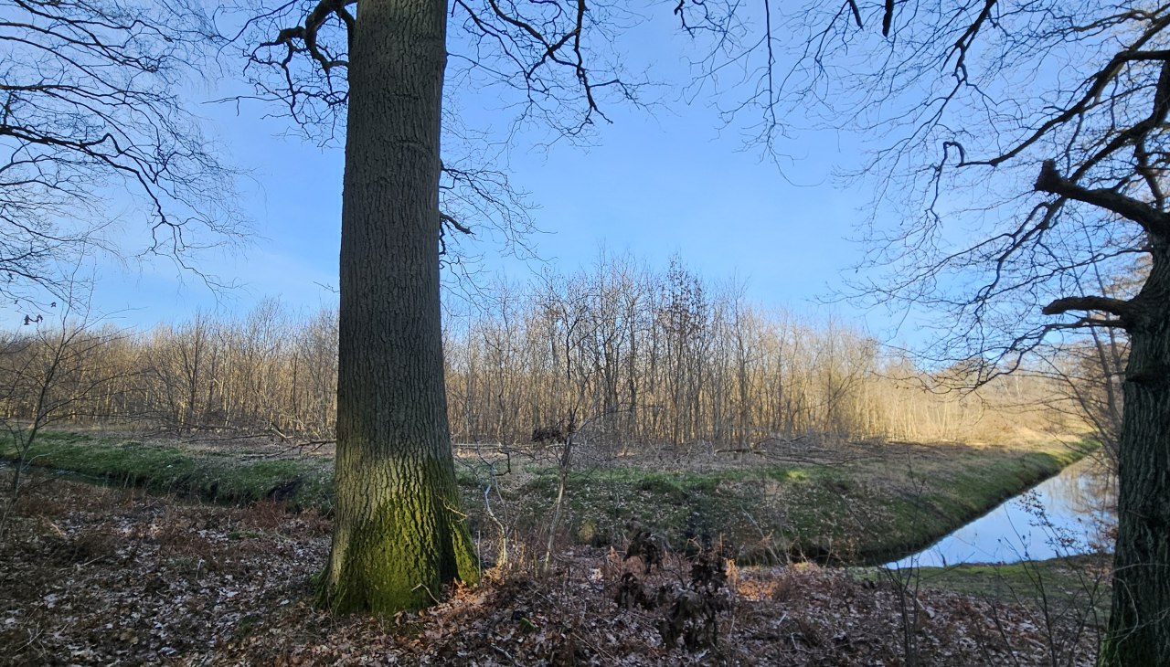 Sinds 2011 groeien er bomen in de Klimawald Koserow (eiland Usedom)., © Landesforst MV