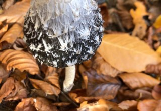 Woodpecker tintling, © Heike Brechler