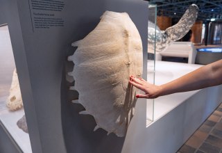 © Anke Neumeister/Deutsches Meeresmuseum