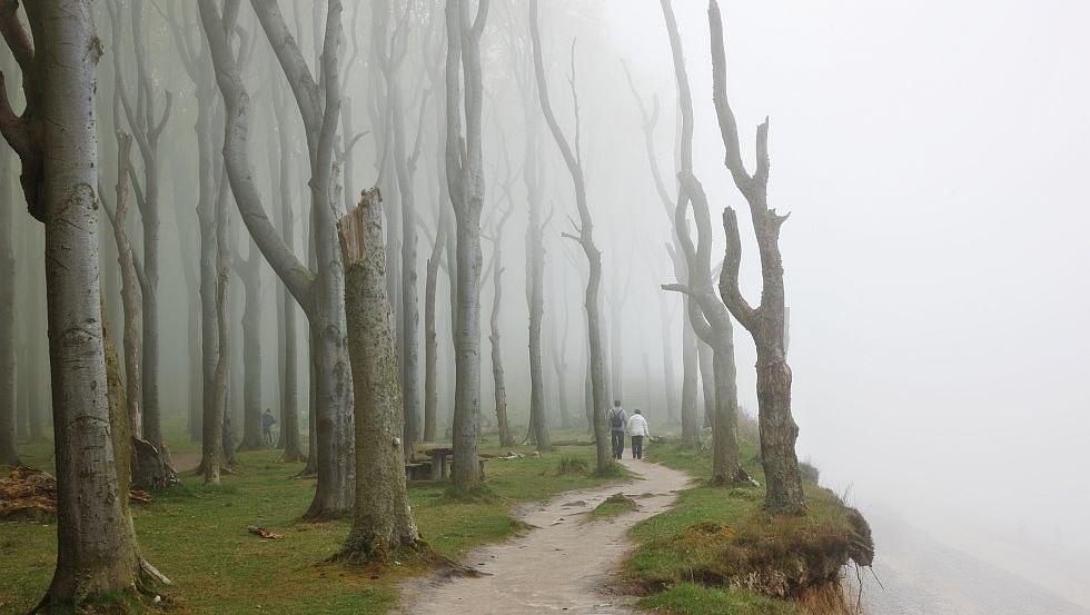 Het ongerepte spookbos met zijn kromme bomen biedt een heel bijzondere wandelervaring, © TMV/Werk3
