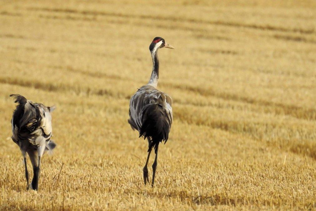 cranes-1593604-scaled-1-2048x1366, © Gemeinde Ostseebad Glowe