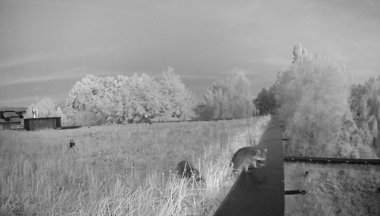 Raccoons on the green roof of the Müritzeum, © Müritzeum Raccoons on the green roof of the Müritzeum, © Müritzeum