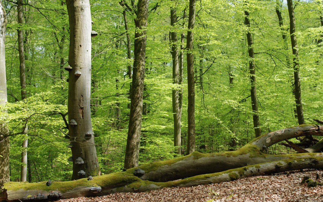 Serrahn 2.5.08-5, &copy; Stadt Neustrelitz