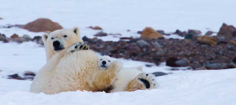 © Artic Light © Artic Light