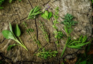 © Baylay Nargang (pixabay) © Baylay Nargang (pixabay)