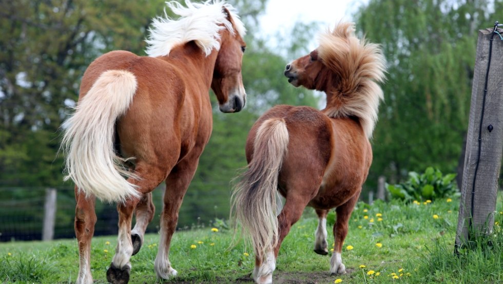 Onze paarden Pia en Karino, © Hof Prangendorf/Sorge