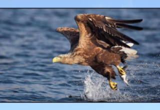 © Seeadler.jpg