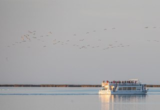 Watch the fascinating natural spectacle of the majestic cranes on a boat tour from Stralsund through the National Park of Vorpommersche Boddenlandschaft to the cranes' roosting site near "Pramort". // © Weiße Flotte GmbH Watch the fascinating natural spectacle of the majestic cranes on a boat tour from Stralsund through the National Park of Vorpommersche Boddenlandschaft to the cranes' roosting site near "Pramort". // © Weiße Flotte GmbH