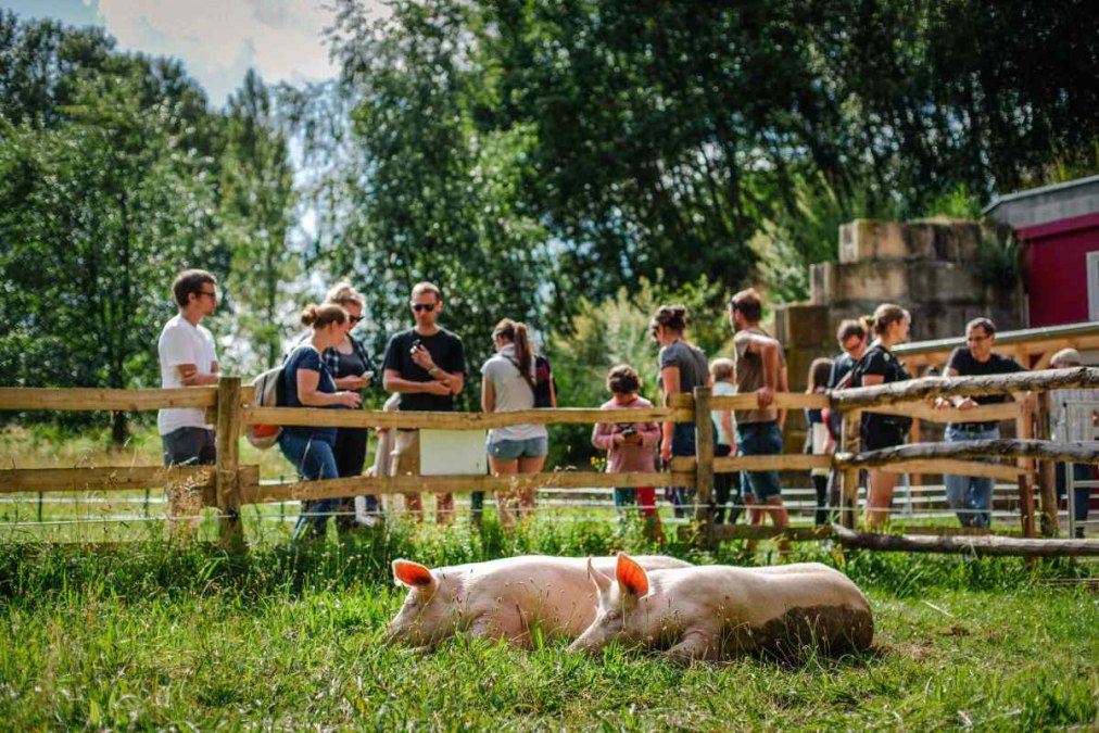 01_land-of-animals_pigs_Anni-Rosalie, © Land der Tiere