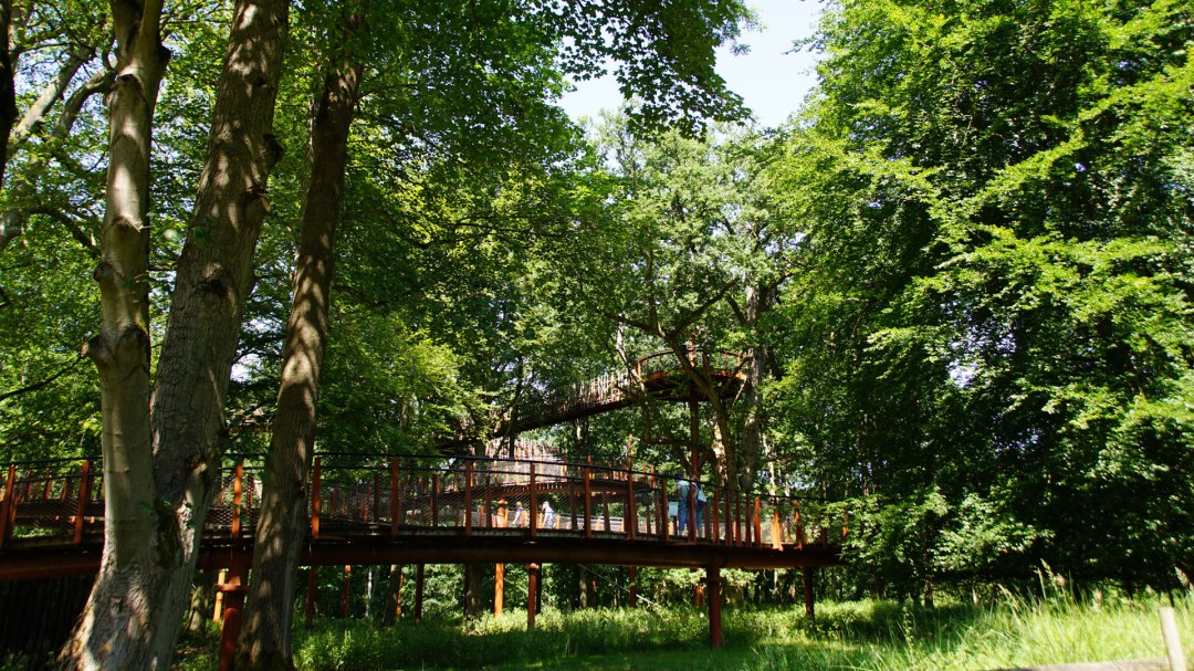 baumkronenpfad-im-hutewald, © Landesforst MV baumkronenpfad-im-hutewald, © Landesforst MV