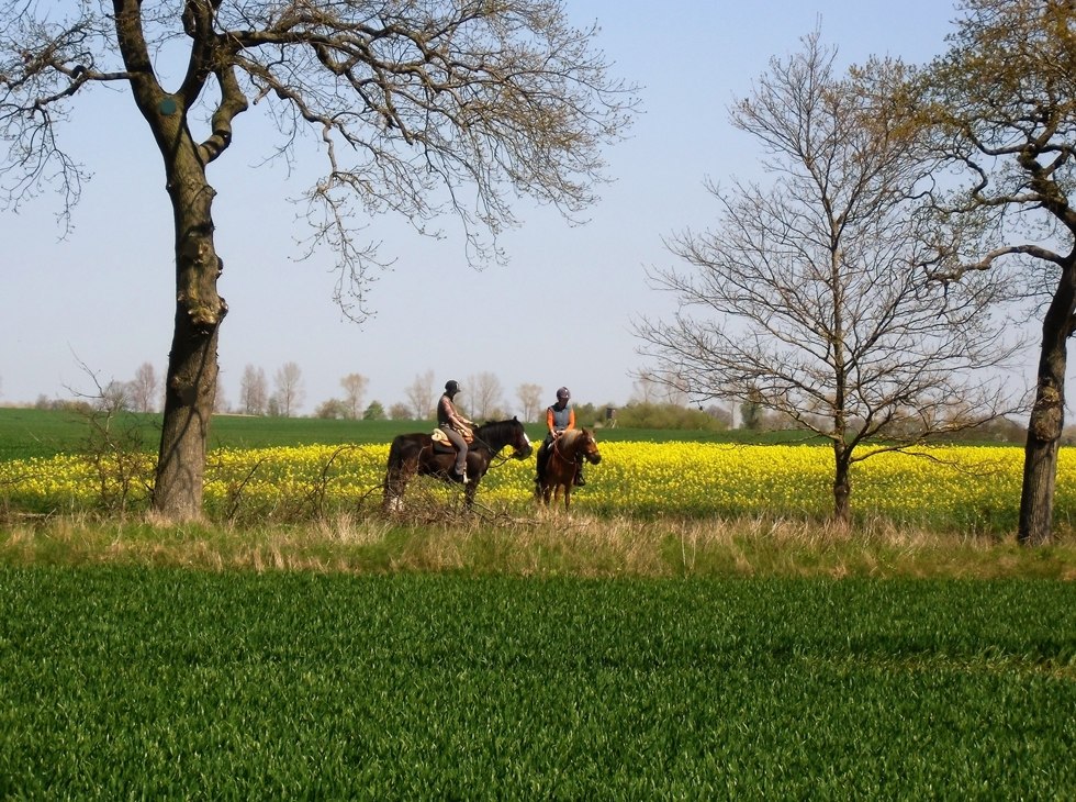 Experience relaxed horseback rides with Reiterhof Reinecke, © Elisabeth Reinecke
