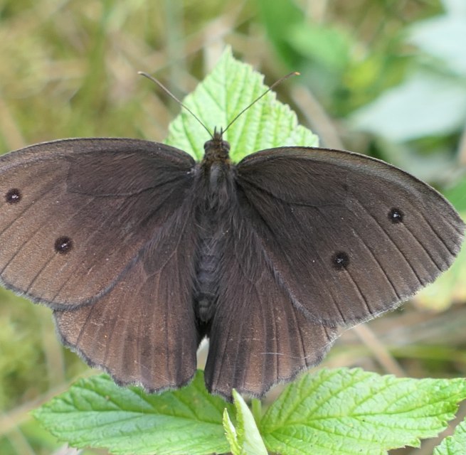 © Naturpark Am Stettiner Haff © Naturpark Am Stettiner Haff