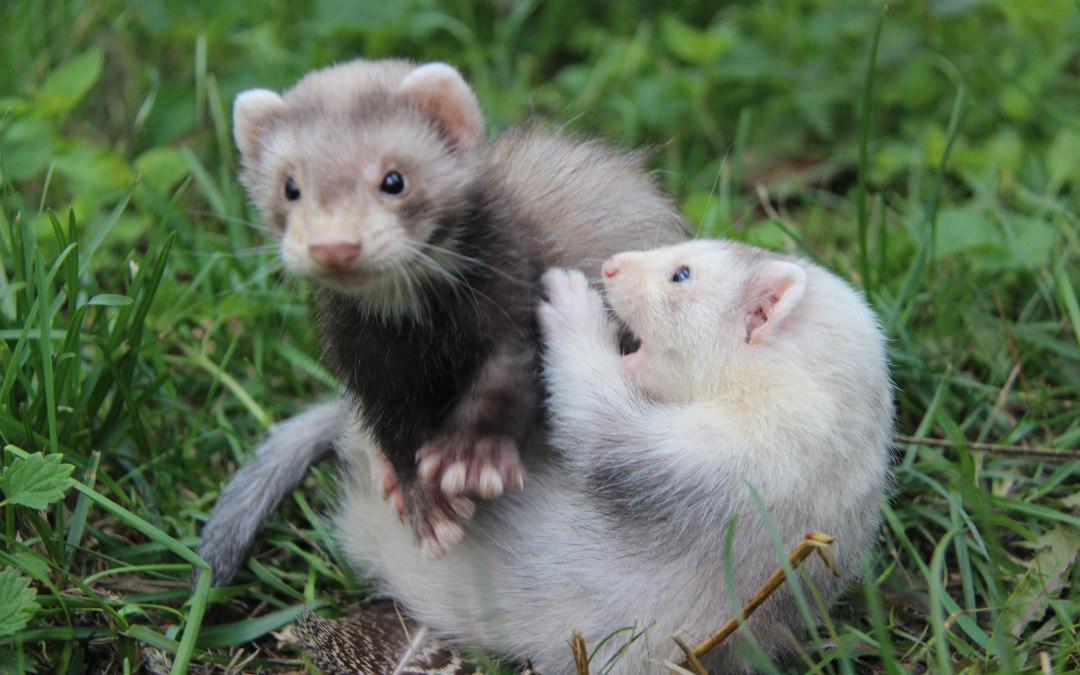 Als de fretten niet slapen, zijn ze heel beweeglijk., © Tierpark Wolgast