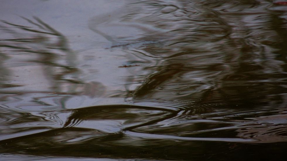 the right of the fish, &copy; Franz Riegel