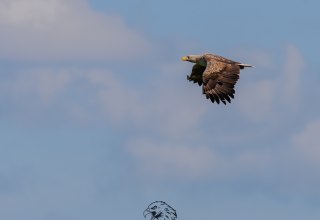 White-tailed eagle, © Vogeltouren MV