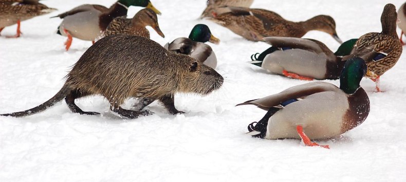 Nutria zwischen Stockenten // &copy; W. St&uuml;rzbecher