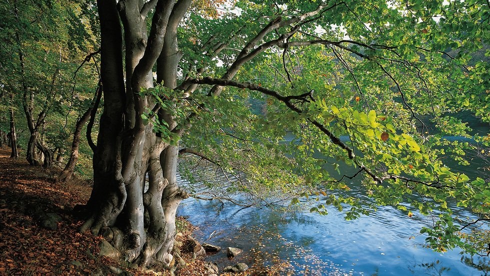 Las spotyka się z wodą na brzegach Schmal Luzin, © TMV/Grundner