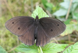 © Naturpark Am Stettiner Haff © Naturpark Am Stettiner Haff
