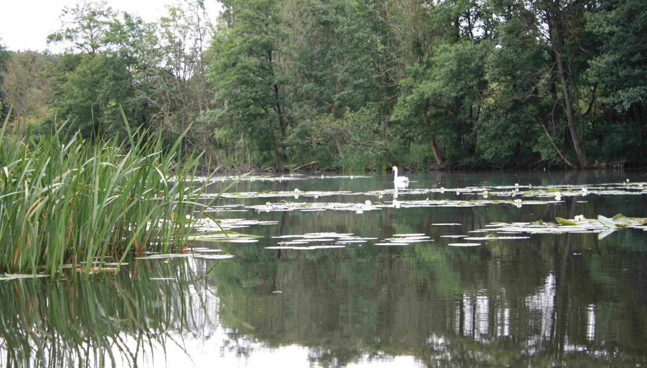 Na torfowiskach w pobliżu Malchin, © Marin-Ziegler Na torfowiskach w pobliżu Malchin, © Marin-Ziegler